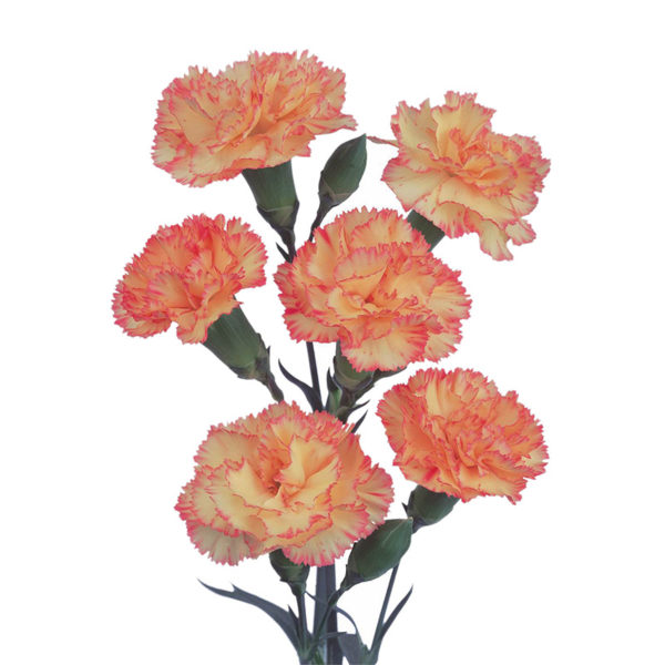 گل شاخه بریده میخک - شرکت توسعه گستر گل ایرانیان